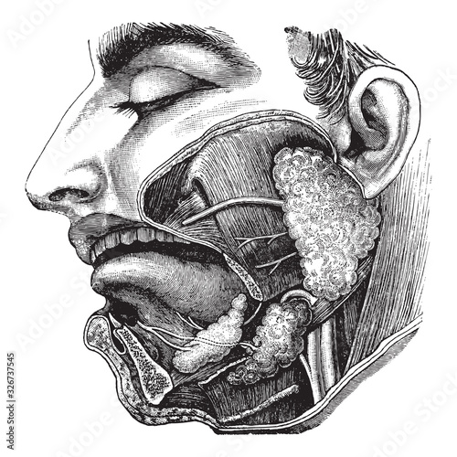 Oral cavity and salivary gland anatomy / vintage illustration from Brockhaus Konversations-Lexikon 1908