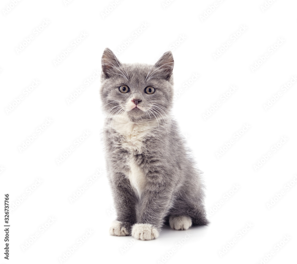 Little gray kitten . Little gray kitten .