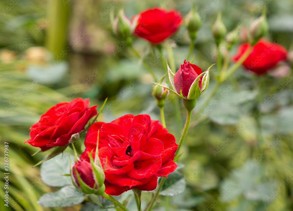 Fototapeta premium Beautiful red roses flower in the garden