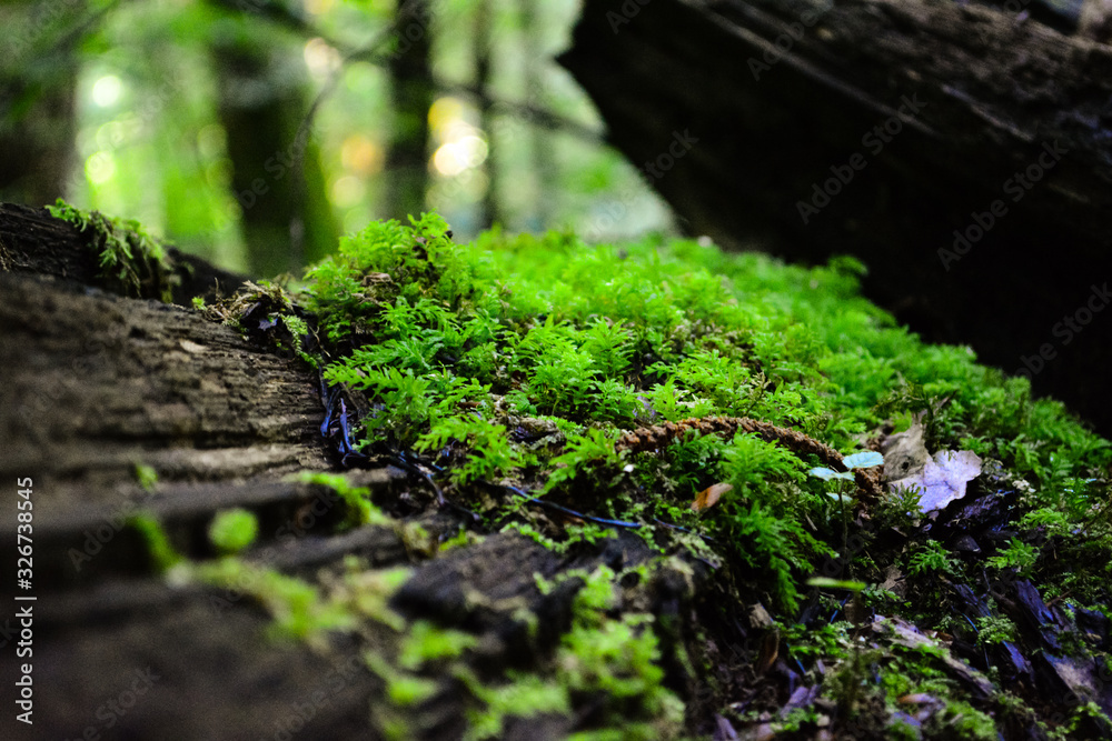 Green moss on a tree Green moss on a tree