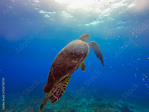 Beautiful marine life turtle in Cancun Mexico North America