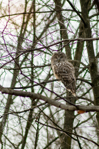 Strix uralensis sitting on branch in the forest in autumn time