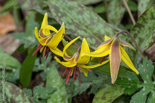 Trout lily or Erythronium americanum in early springtime. It is a species of perennial, colony forming, spring ephemeral flower native to North America and dwelling in woodland habitats.  photo