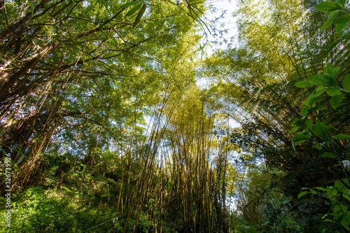 High bamboo plants at the Akaka Falls State Park Big Island,Hawaii