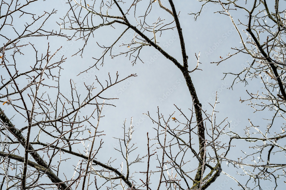 Ice on tree branches in up state New-York Ice on tree branches in up state New-York