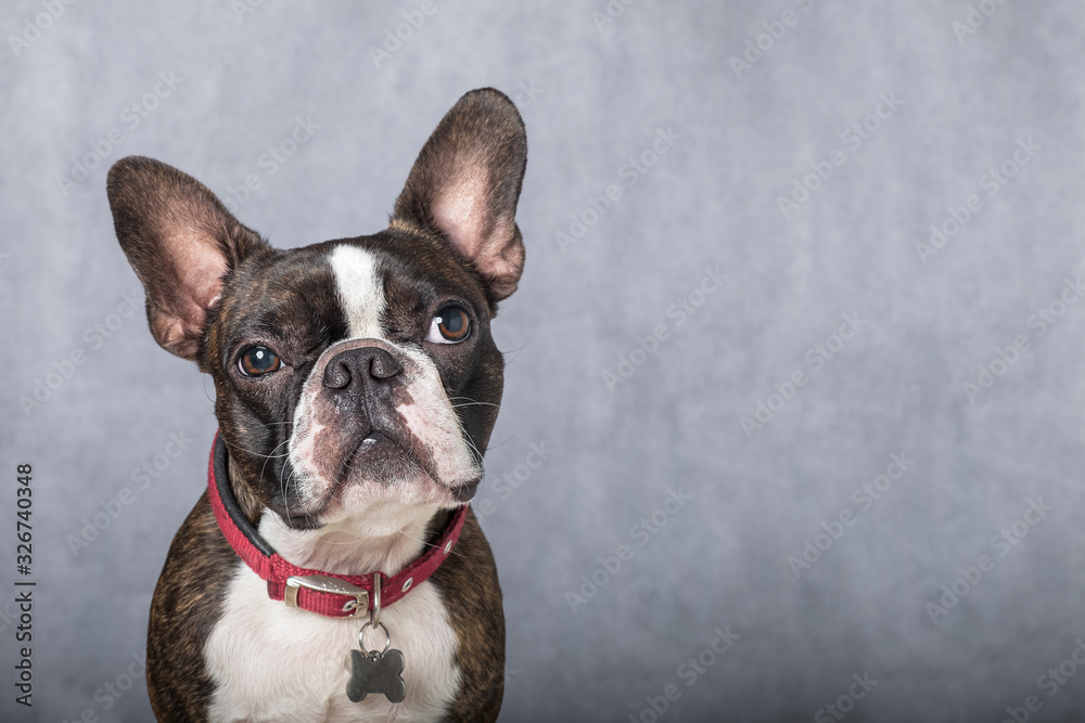 Portrait boston terrier pure breed soft grey background closeup Portrait boston terrier pure breed soft grey background closeup