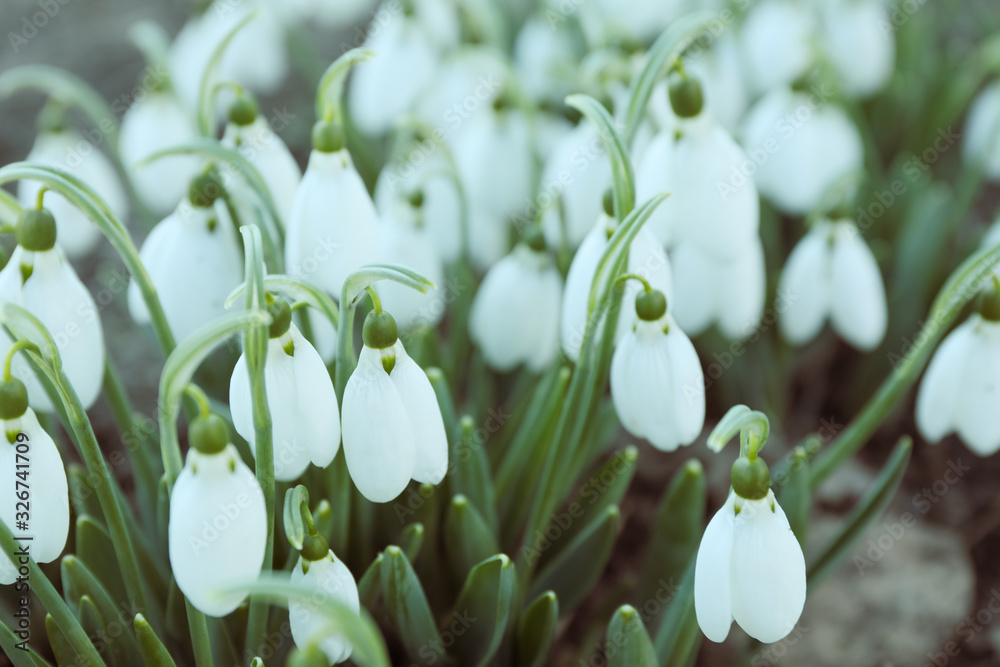 Amazing snowdrop flowers, close up. Natural background Amazing snowdrop flowers, close up. Natural background