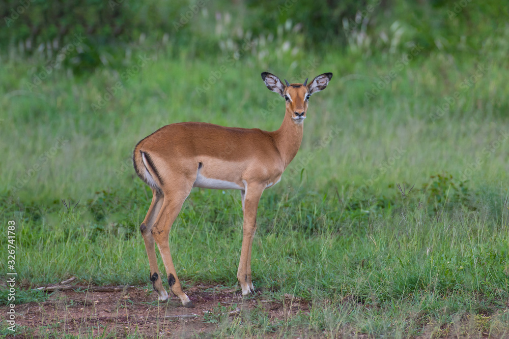 Impala baby antelope against green grass background Impala baby antelope against green grass background