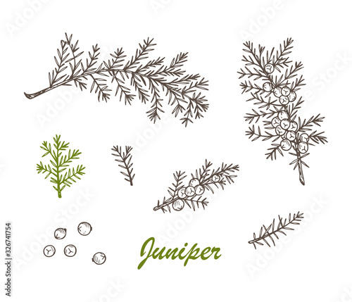 Medicinal plants Set. Hand Drawn Juniper branch, Leaves and Berries. Alternative medicine. Biological additives are. Traditional herbal therapy. Vector illustration