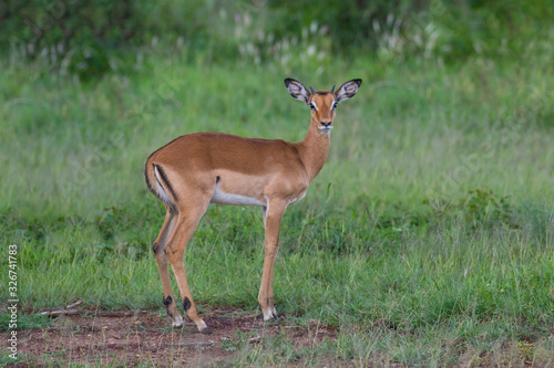 Impala baby antelope against green grass background