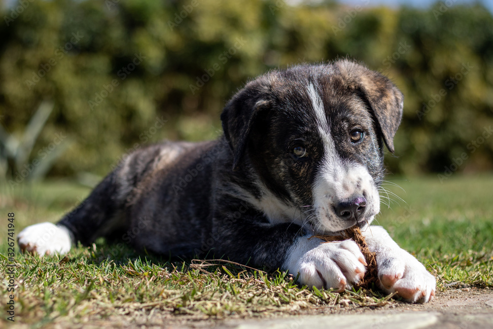 dog lying on grass