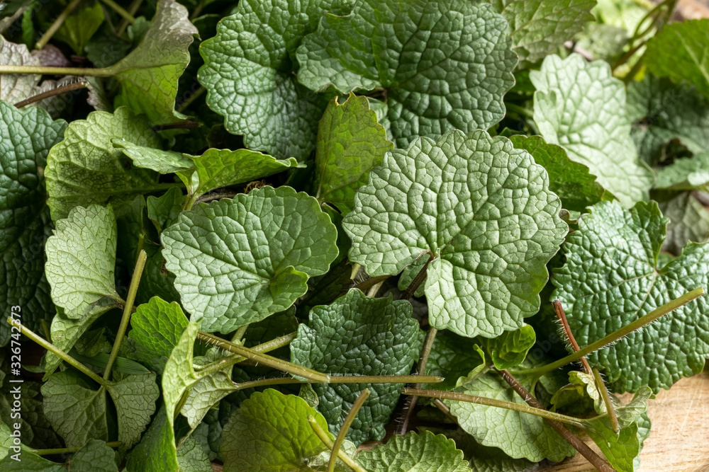 Young leaves of garlic mustard or Alliaria petiolata - a wild edible plant collected in spring