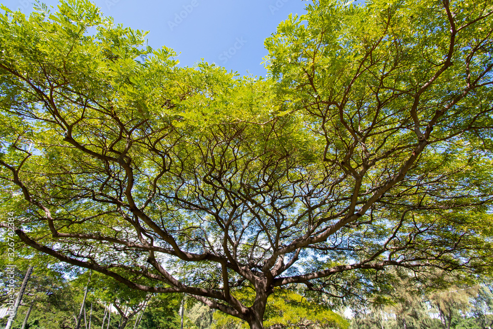 Native tree in Oahu Hawai