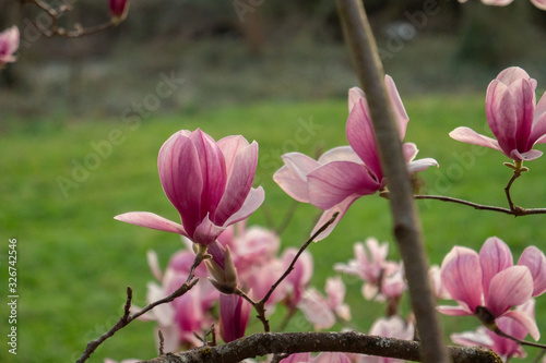 Magnolia en flor