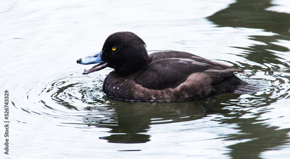 brown duck swinning on water lake pond quaking brown duck swinning on water lake pond quaking
