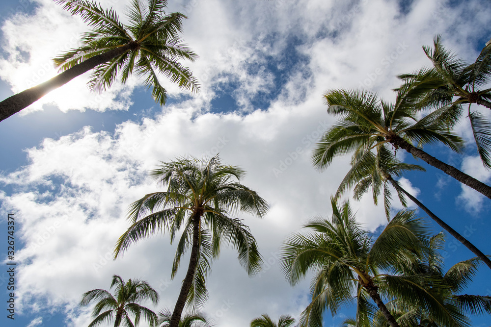 Palms with blue sky and clouds in Oahu Hawaii 