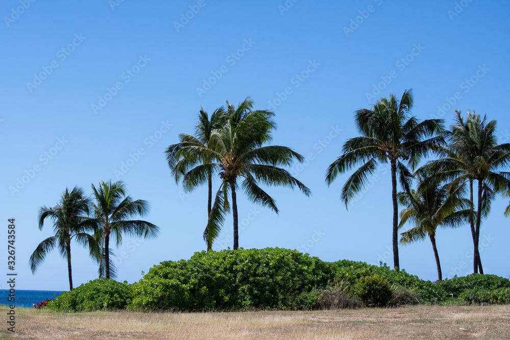 Palms with blue sky in seaside Oahu Hawaii 