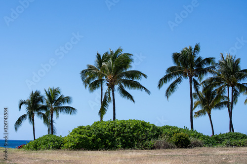 Palms with blue sky in seaside Oahu Hawaii  © Guy