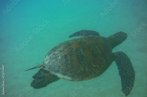 The beauty of swimming with sea turtles underwater  Santiago Island  Galapagos Islands  Ecuador