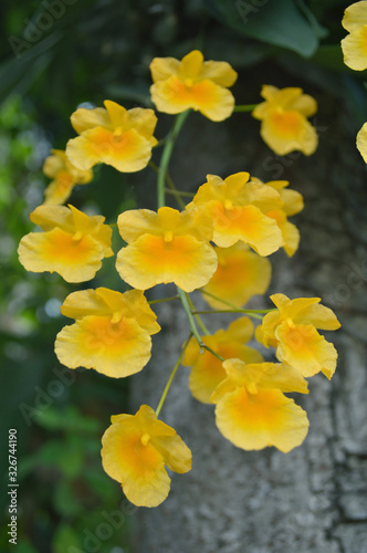 Yellow Dendrobium orchid flower (Dendrobium sp.) from central of Thailand