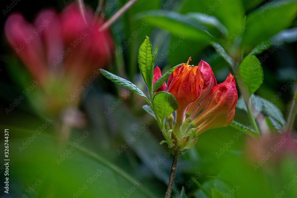 red buds red buds