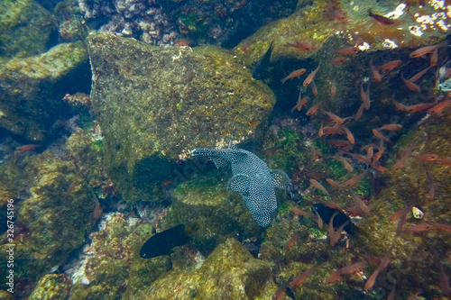 Puffer fish  Santiago Island  Galapagos Islands  Ecuador