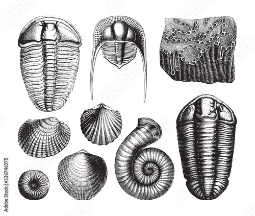 Shell fossil collection (Cambrian period) / vintage illustration from Brockhaus Konversations-Lexikon 1908 photo