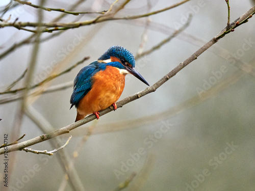 A common kingfisher (Alcedo atthis) sat on a branch overlooking Crime Lake, in Daisy Nook, Oldham, as it looks for fish to hunt.