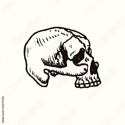 Human skull side view, hand drawn doodle, drawing, sketch illustration, design element