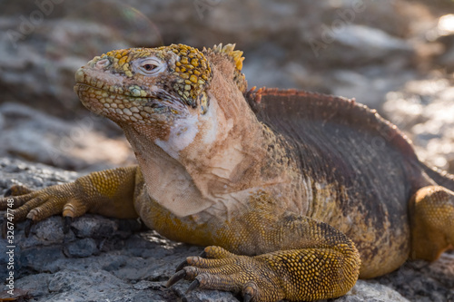 Land iguanas on Plaza Sur Island  Galapagos Islands  Ecuador