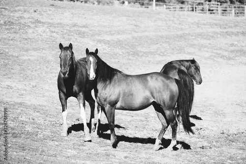 Small herd of mare horses in black and white on farm. © ccestep8