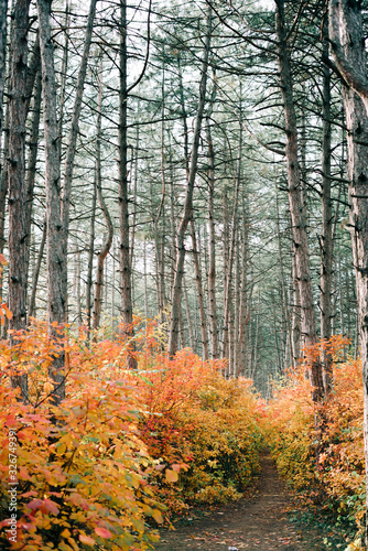 Fototapeta Naklejka Na Ścianę i Meble -  beautiful pine forest with colorful foliage on trees in autumn