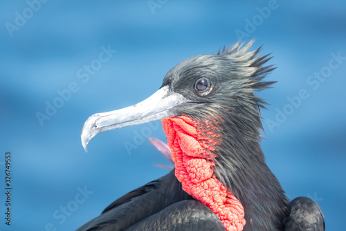 Fotografie Closeup of a male frigate bird, Santa Fe Island, Galapagos Islands, Ecuador