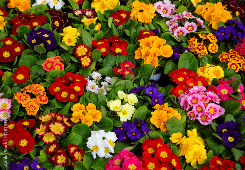 Fotografie background of colorful blooming primroses blossomed