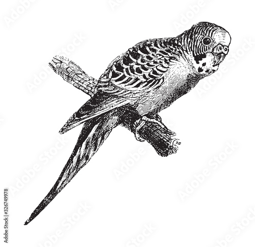 Budgerigar (Melopsittacus undulatus) / vintage illustration from Brockhaus Konversations-Lexikon 1908