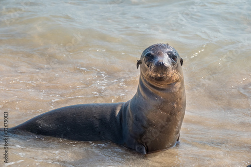 Sea lions on the beach, Santa Fe Island, Galapagos Islands, Ecuador