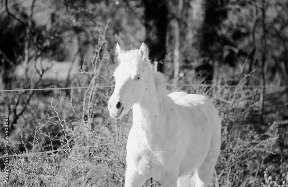Young white horse running through rustic winter landsacpe