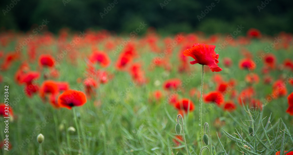 Poppy field, shallow depth of field Poppy field, shallow depth of field