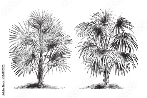 Rhapis excelsa and Corypha australis palm tree / vintage illustration from Brockhaus Konversations-Lexikon 1908