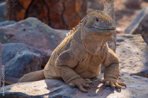 Land iguana on a beach rock  Santa Fe Island  Galapagos Islands  Ecuador