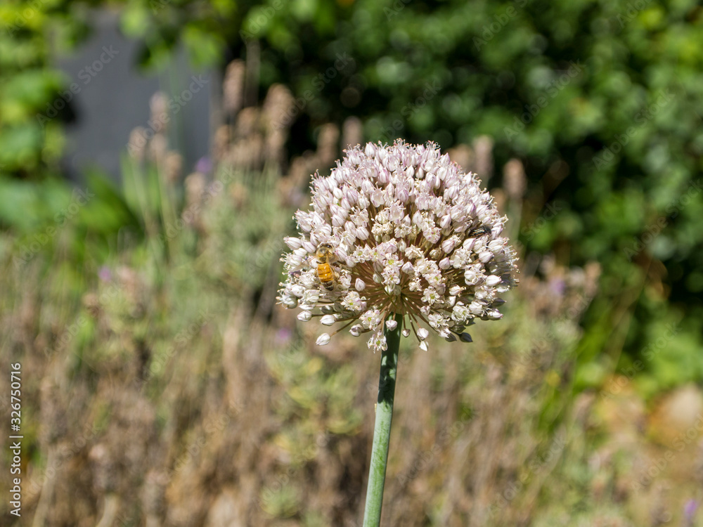 A bee pollinating white circular shaped flowers (Allium) A bee pollinating white circular shaped flowers (Allium)