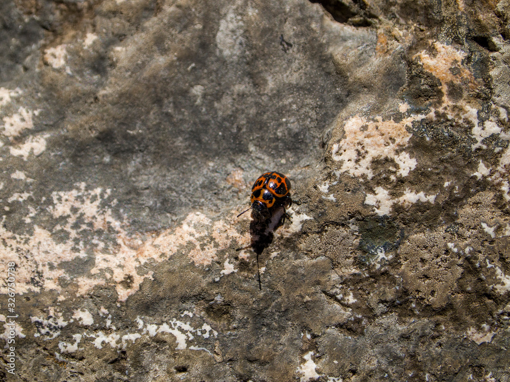 Red and black ladybug beetle specie on a rock Red and black ladybug beetle specie on a rock