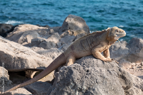 Land iguana on a beach rock, Santa Fe Island, Galapagos Islands, Ecuador