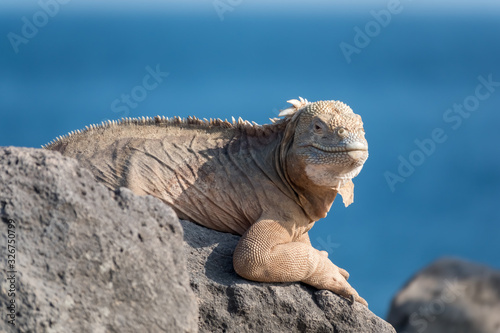 Land iguana on a beach rock  Santa Fe Island  Galapagos Islands  Ecuador