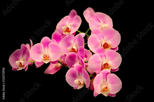 Beautiful group of Orchids with black background.