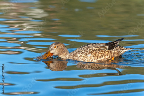 Side view of adult female northern shoveler floating in water