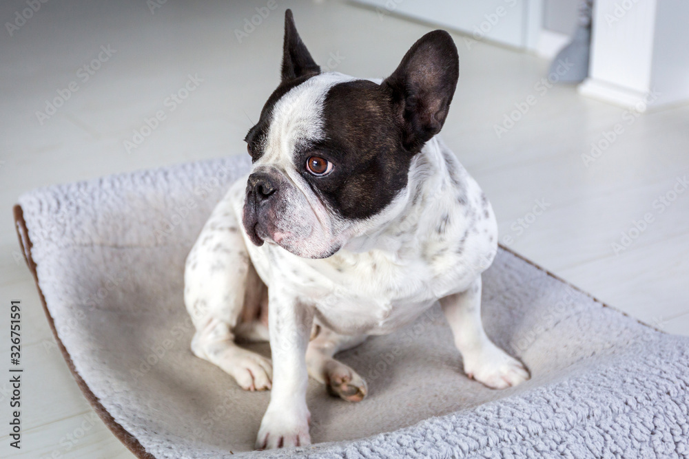 Adorable french bulldog sitting on his bed at home