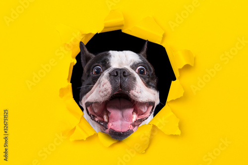 Fotografie Funny french bulldog looking from the hole of yellow box