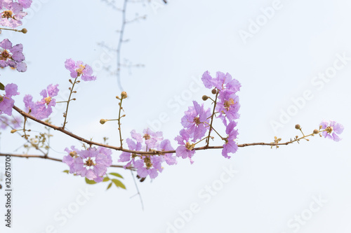 Lagerstroemia loudonii flowers © ballykdy