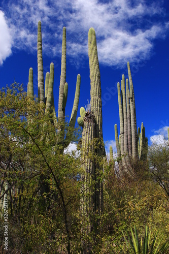 Tehuacan-Cuicatlan Biosphere Reserve. Puebla State. Mexico.